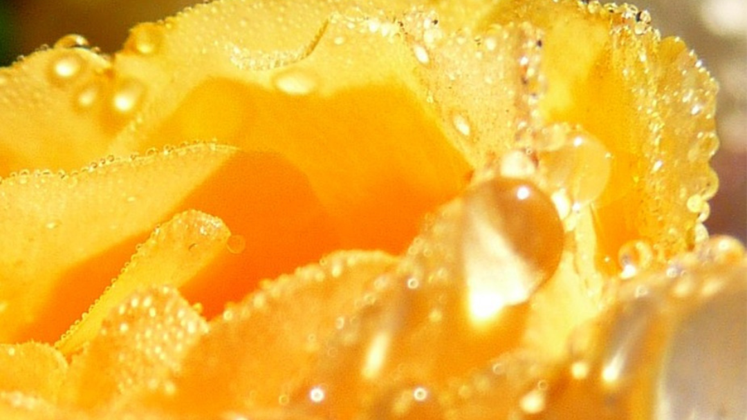 blume-169